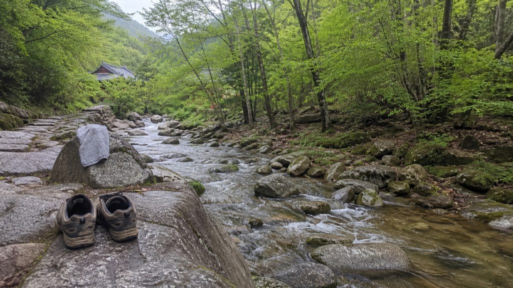 전나무 숲길과 나무 그루터기 위의 염주.